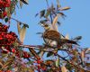 Fieldfare at Oakengrange Drive, Southend (Mike Bailey) (86485 bytes)